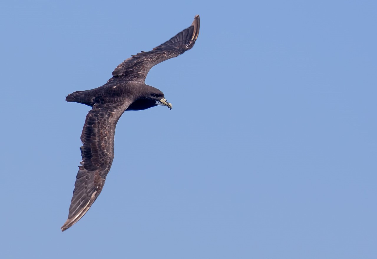 image White-chinned Petrel